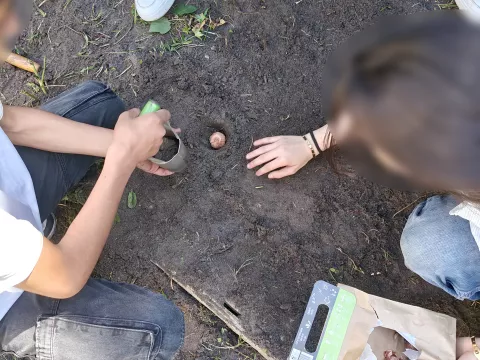 Bollen poten